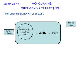 Bài giảng Sinh học 9 - Tiết 19, Bài 19: Mối q